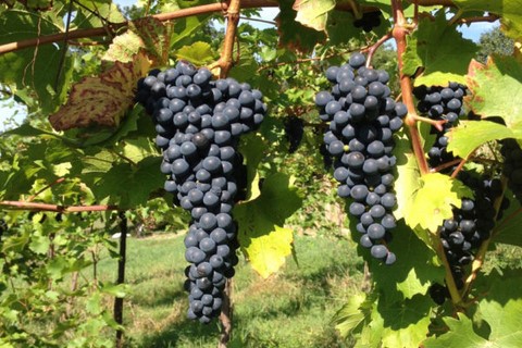 Vin Les Mergats