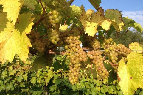 Vin Les Mergats