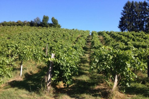 Vin Les Mergats